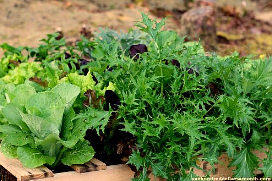 pallet-garden-lettuce