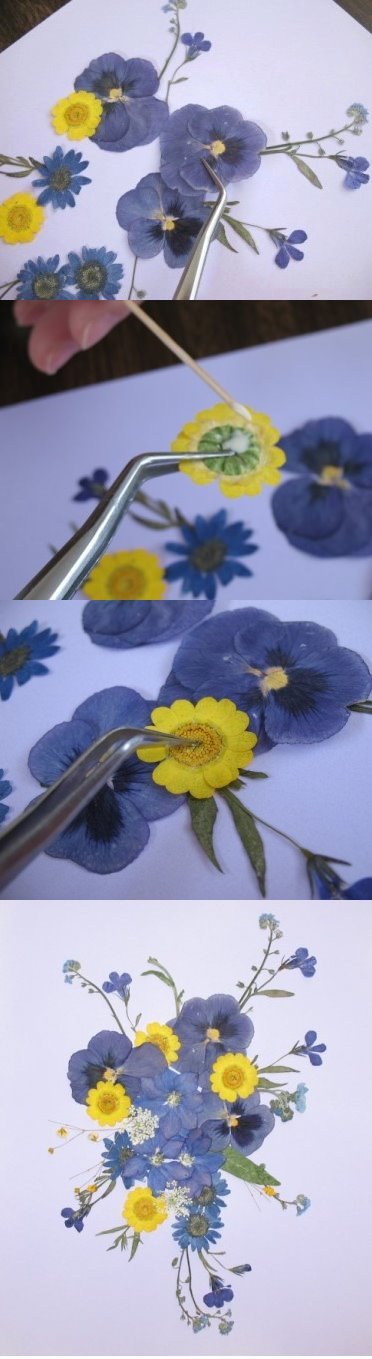 Pressed flowers