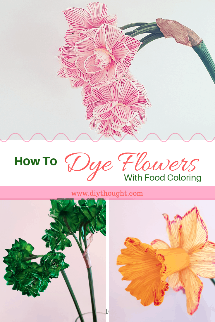 Dyed Flower Using Food Coloring   diy Thought