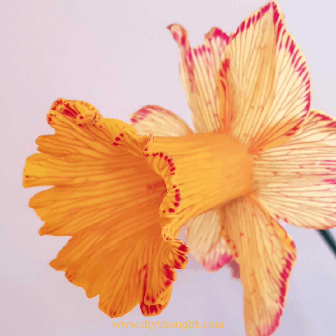 Dyed Flower Using Food Coloring diy Thought