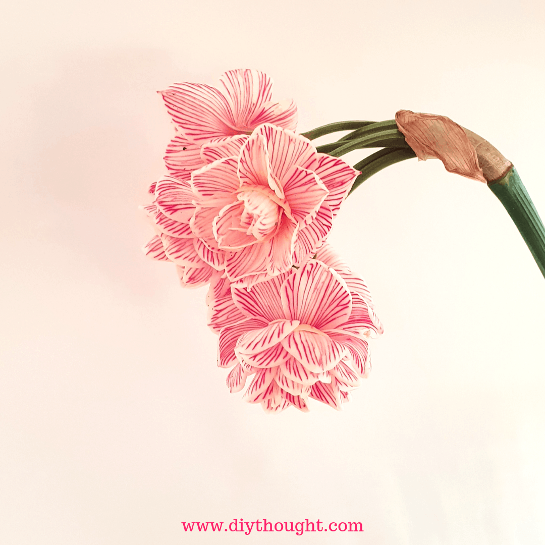 Dyed Flower Using Food Coloring diy Thought