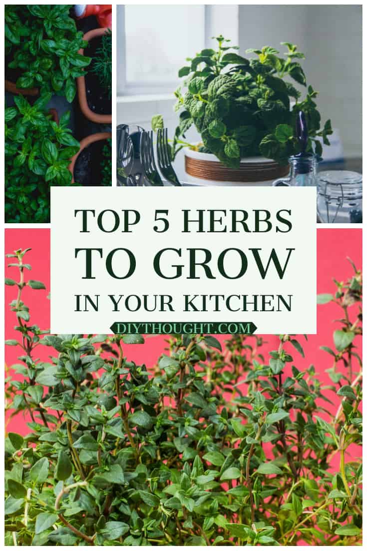 Top 5 Herbs To Grow In Your Kitchen diy Thought