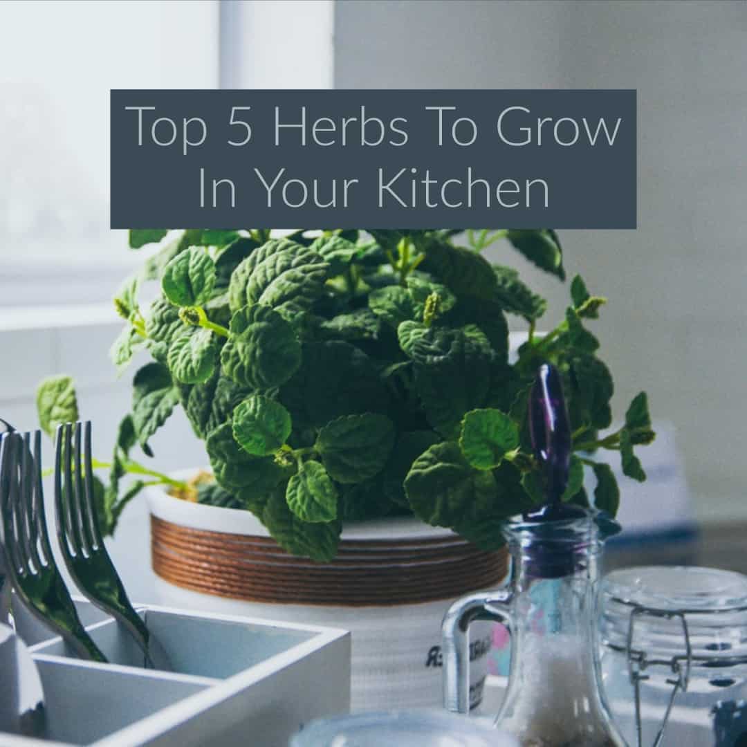 Top 5 Herbs To Grow In Your Kitchen diy Thought