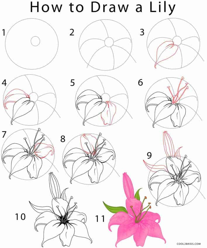 how to draw a lily