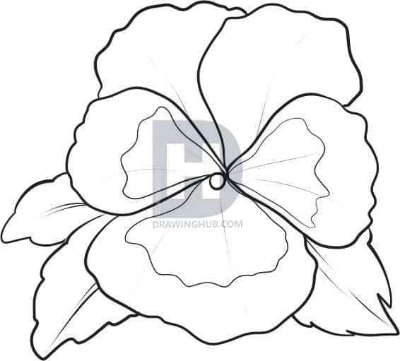 how to draw a pansy