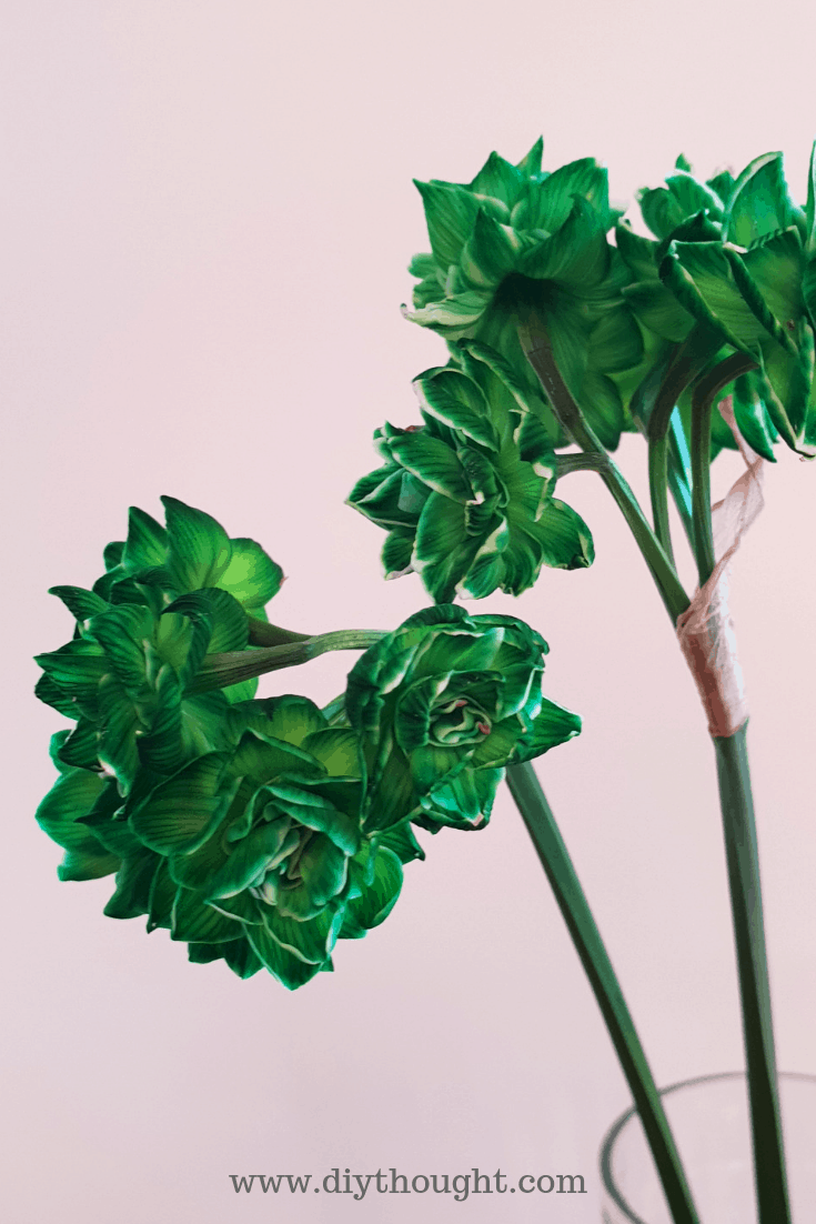 Dyed Flower Using Food Coloring diy Thought