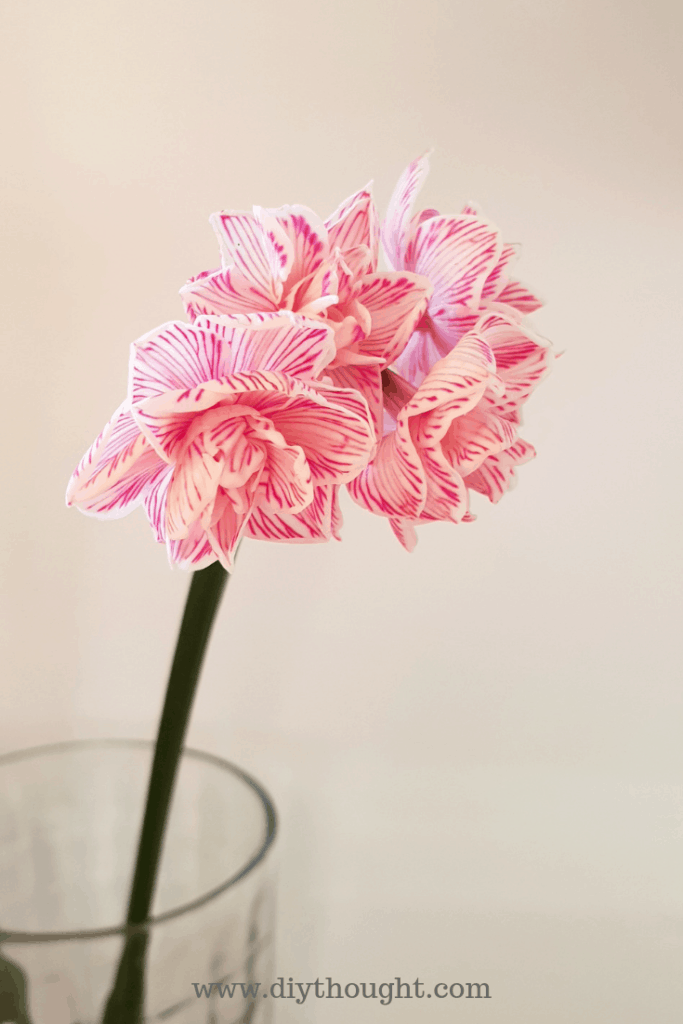 Dyed Flower Using Food Coloring diy Thought