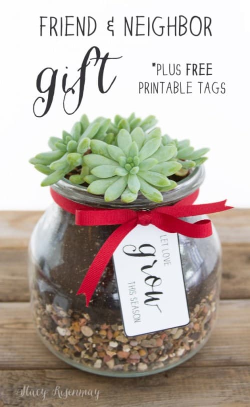 Small succulent planted in a jar as a gift