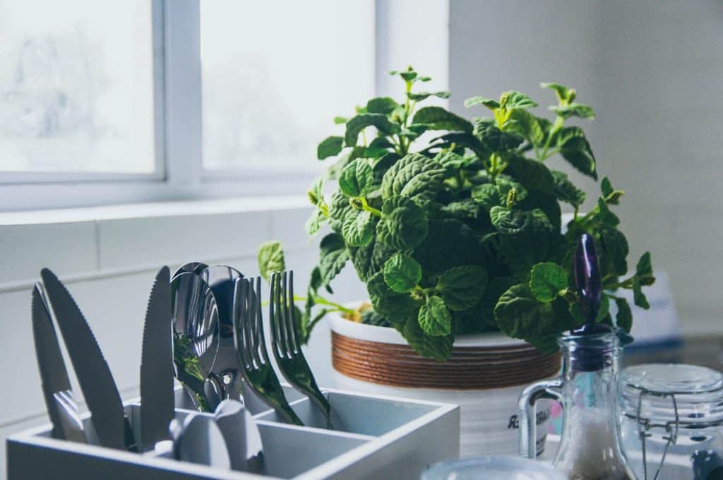 Top 5 Herbs To Grow In Your Kitchen - diy Thought
