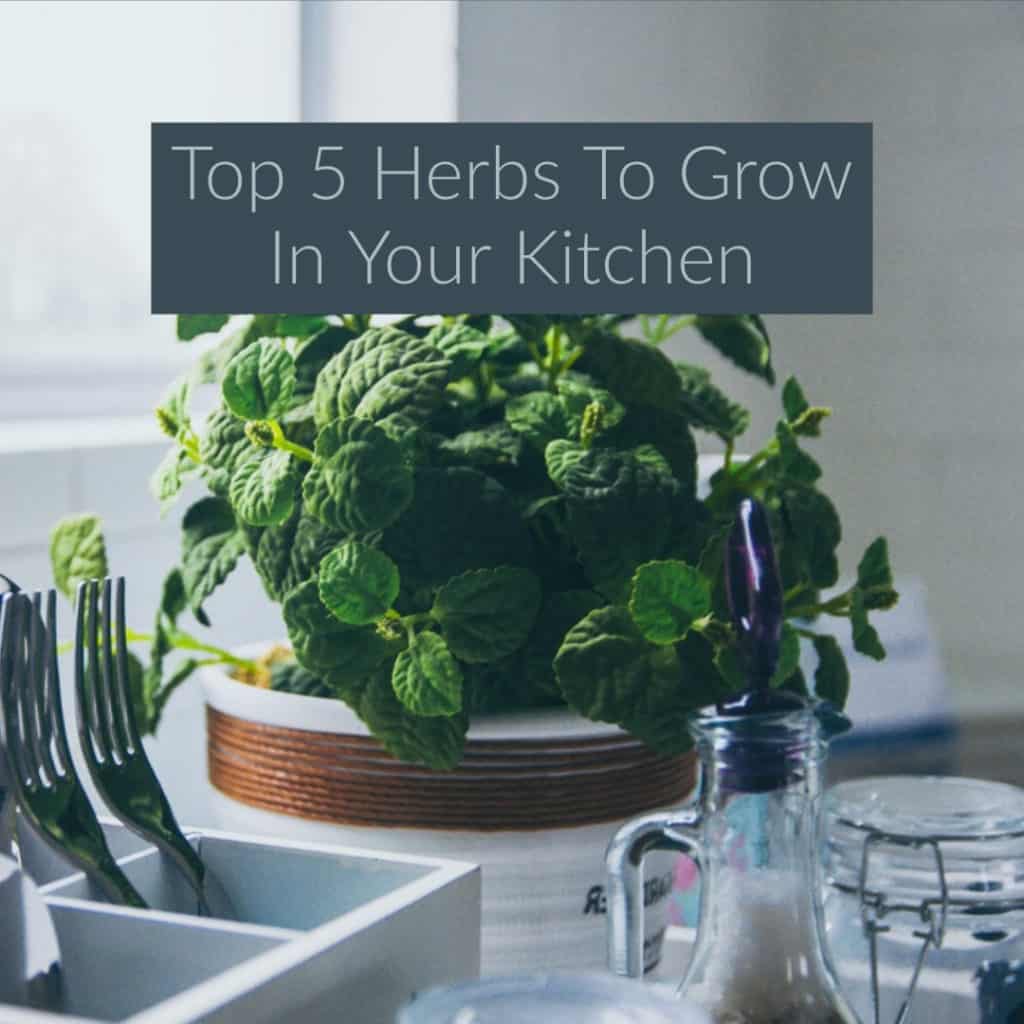 Top 5 Herbs To Grow In Your Kitchen - diy Thought