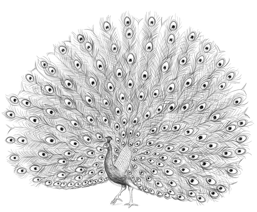 how to draw peacock
