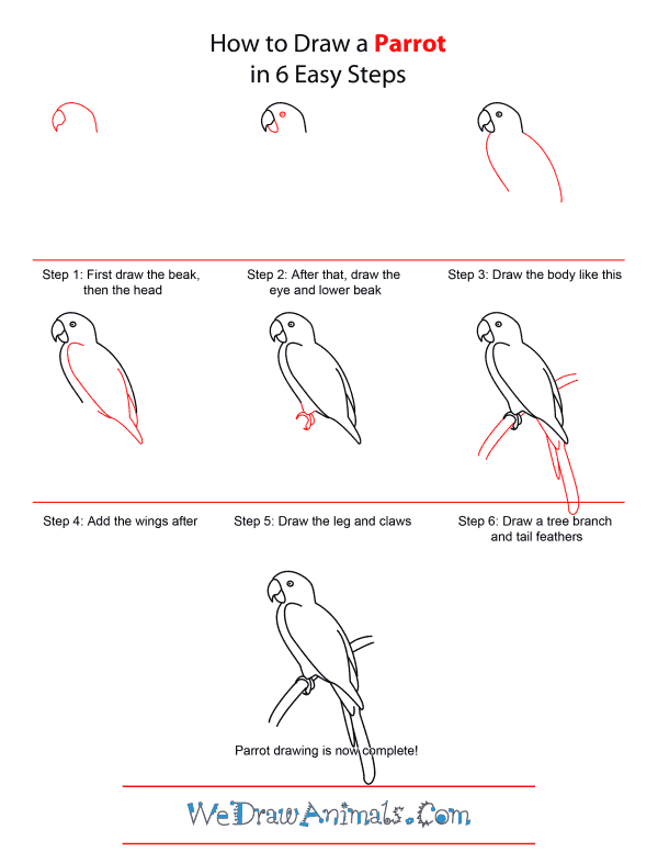how to draw parrot