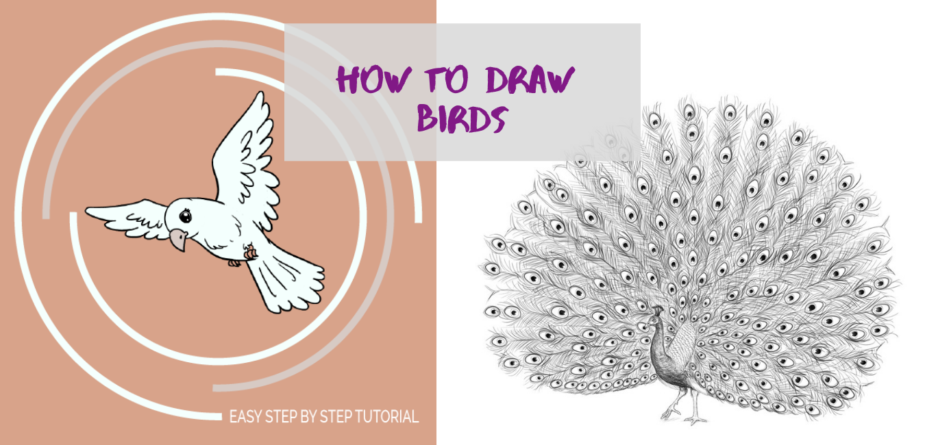 Easy How to draw a Peacock and Peacock Coloring Page
