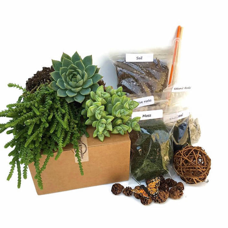 How-to-make-a-Terrarium