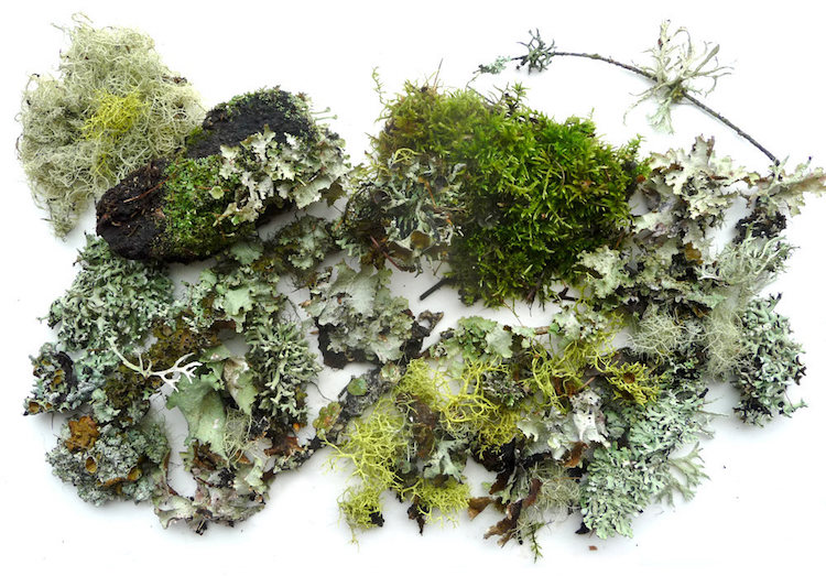 moss for terrarium