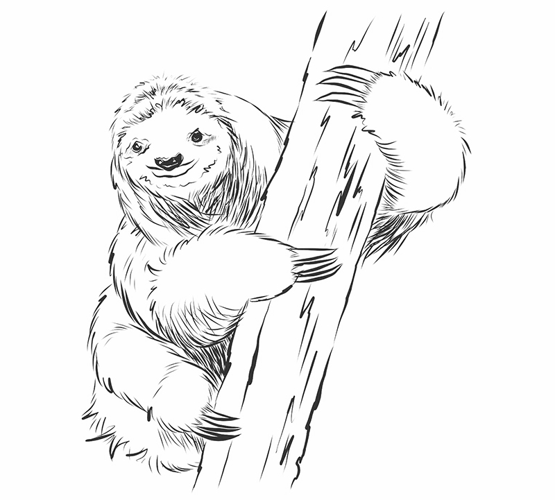 sketch book sloth tutorial