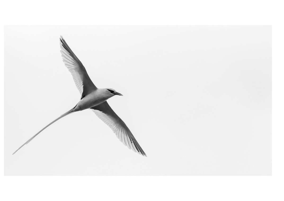 Bird Photos To Print