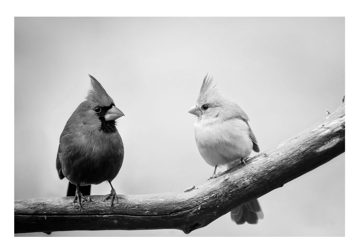 Bird Photos To Print