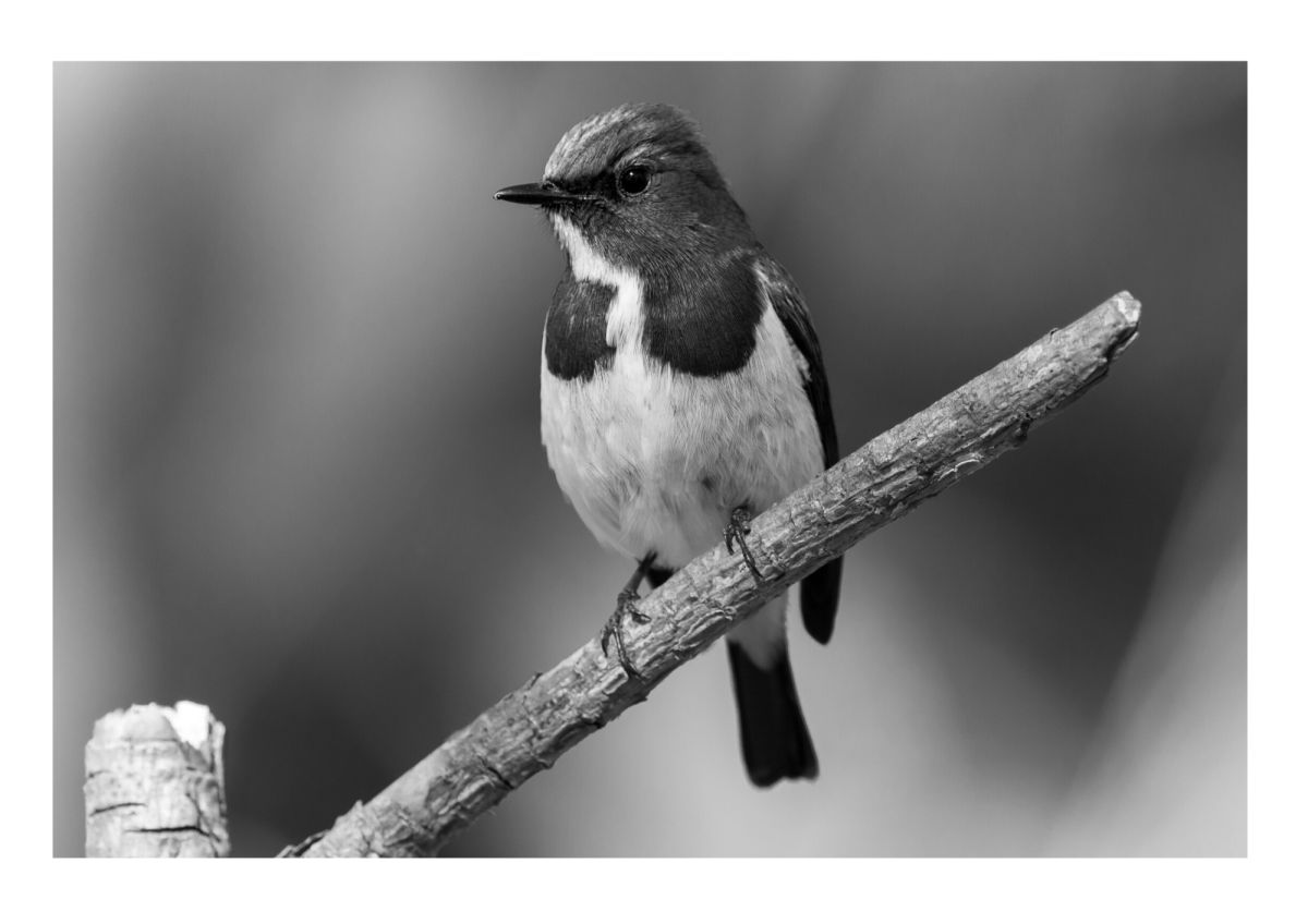 Bird Photos To Print