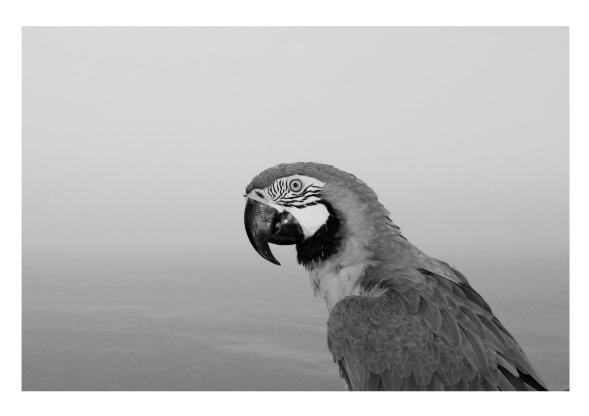 Bird Photos To Print