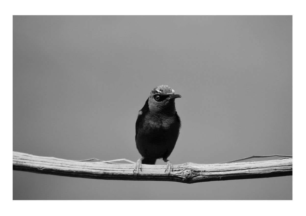 Bird Photos To Print
