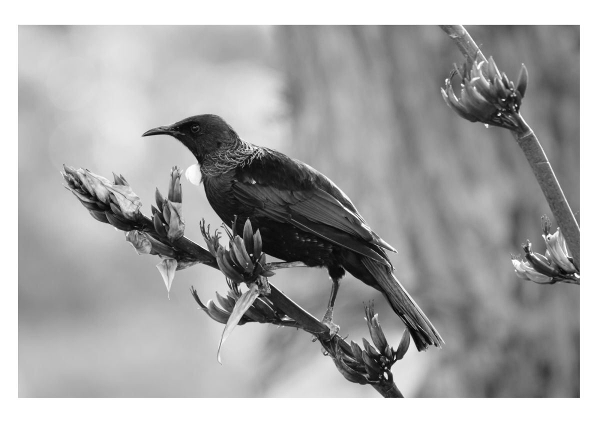 Bird Photos To Print