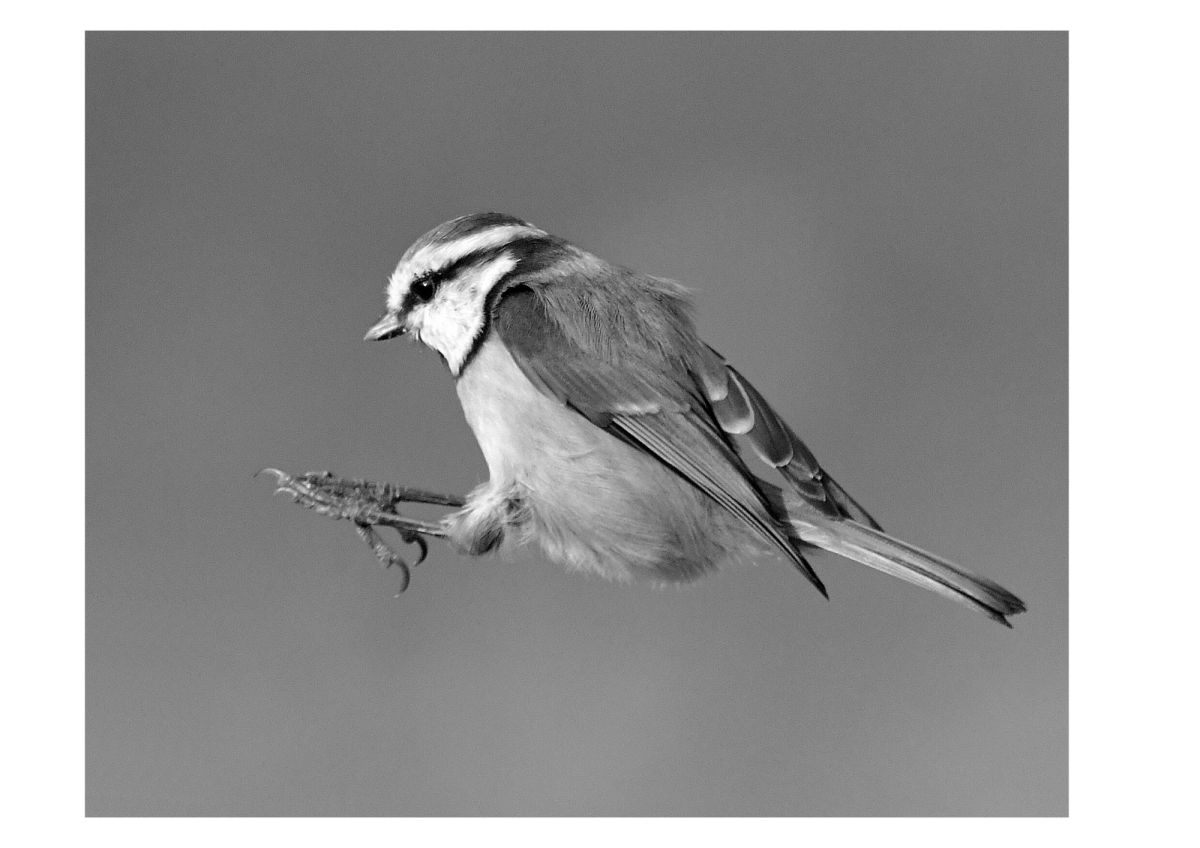 Bird Photos To Print
