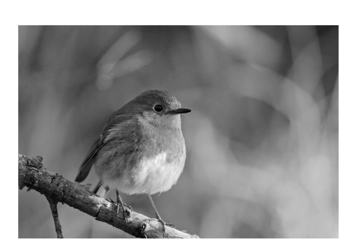 Bird Photos To Print