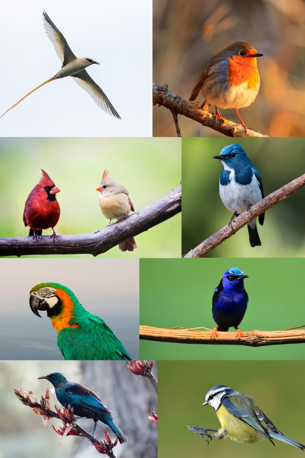 Bird Photos To Print
