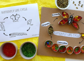 butterfly life cycle craft