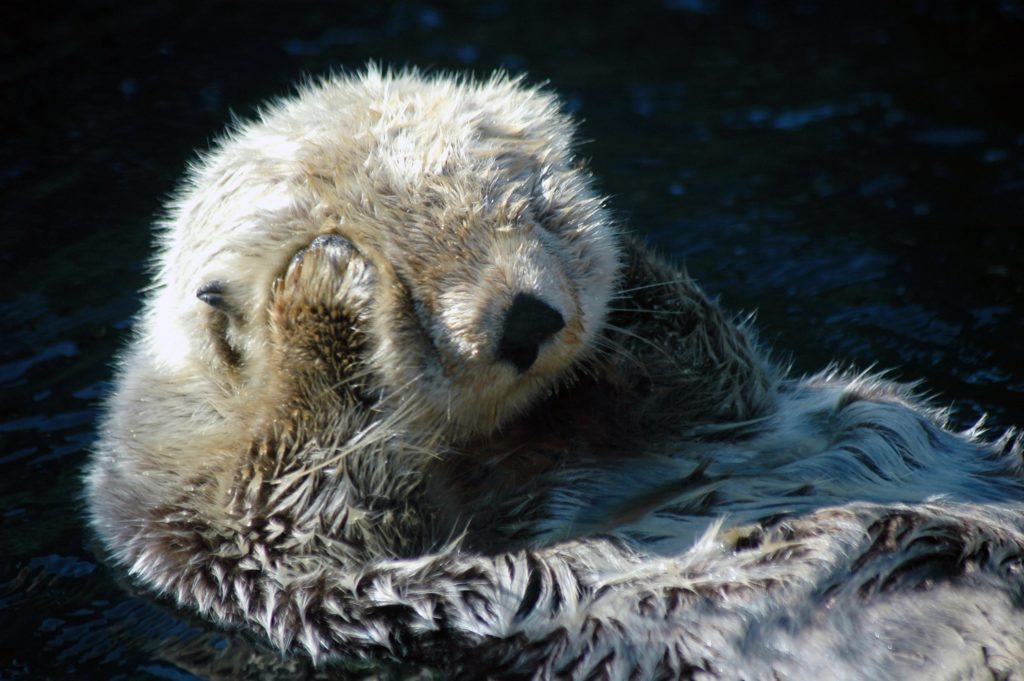 otter day