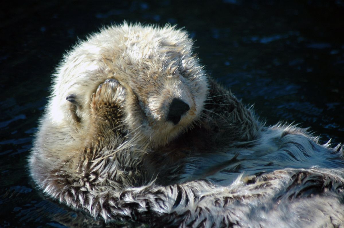 otter day