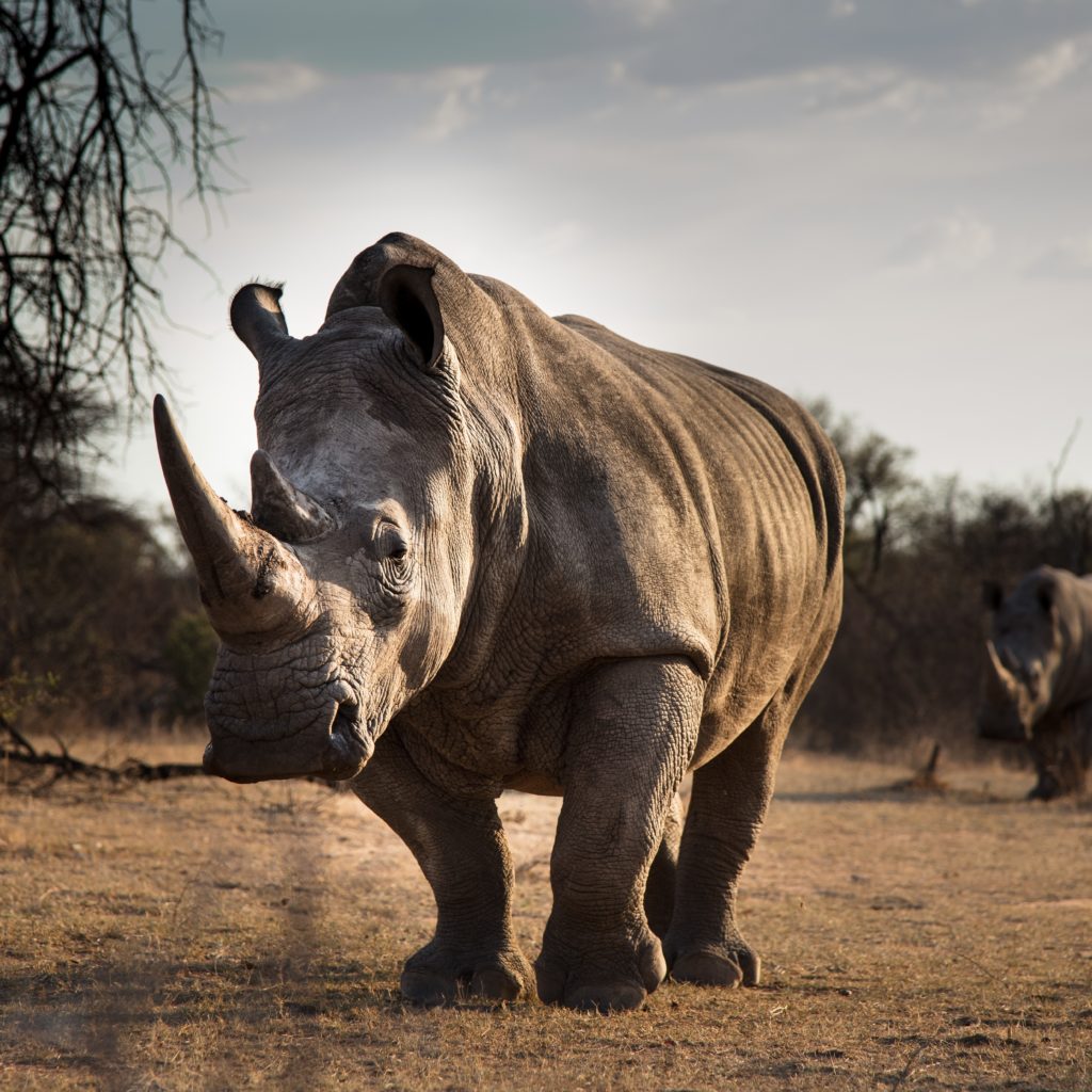 rhino day