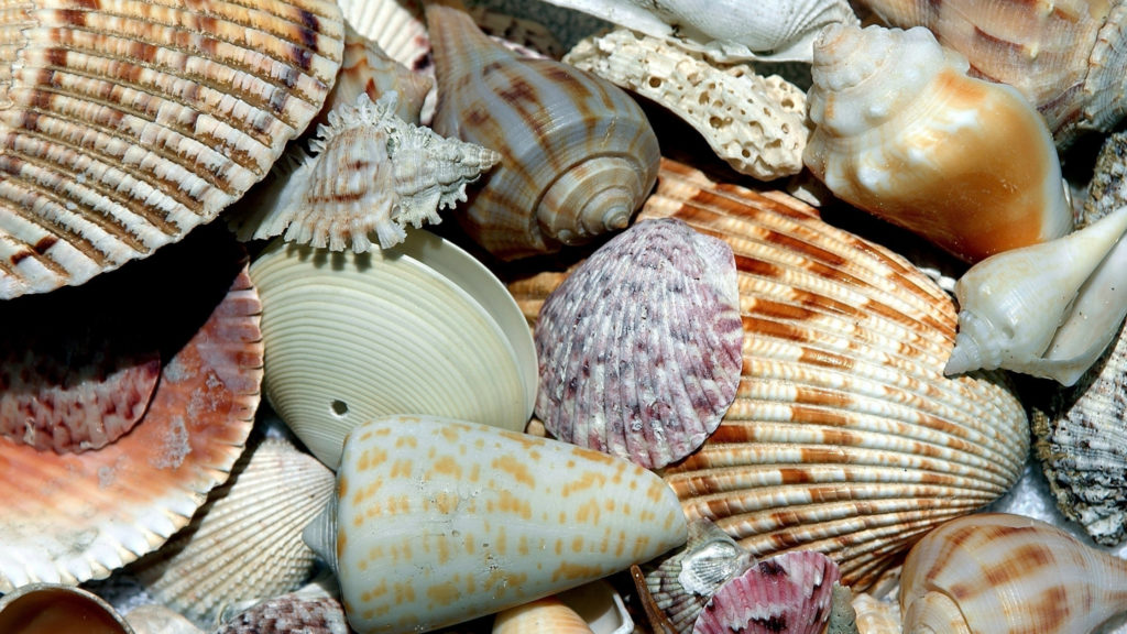 crafty days in june- shells