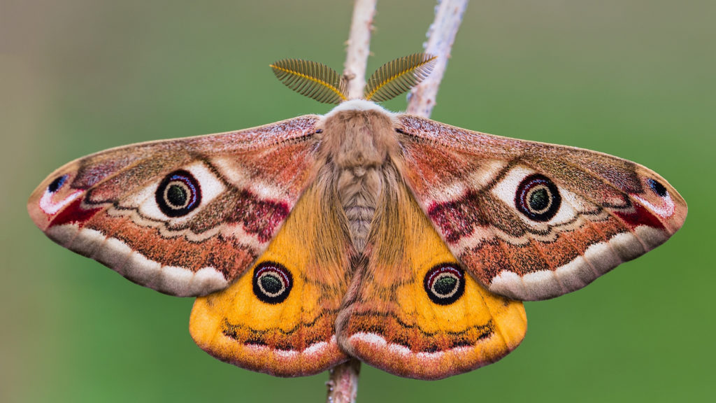 Crafty days in July- Moth