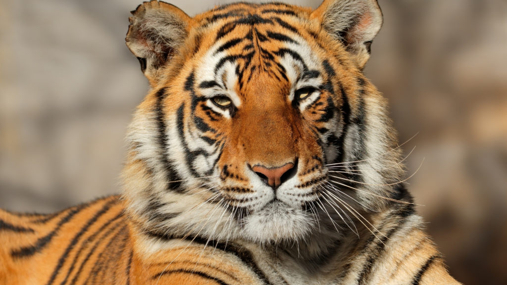 Crafty days in July- Tiger