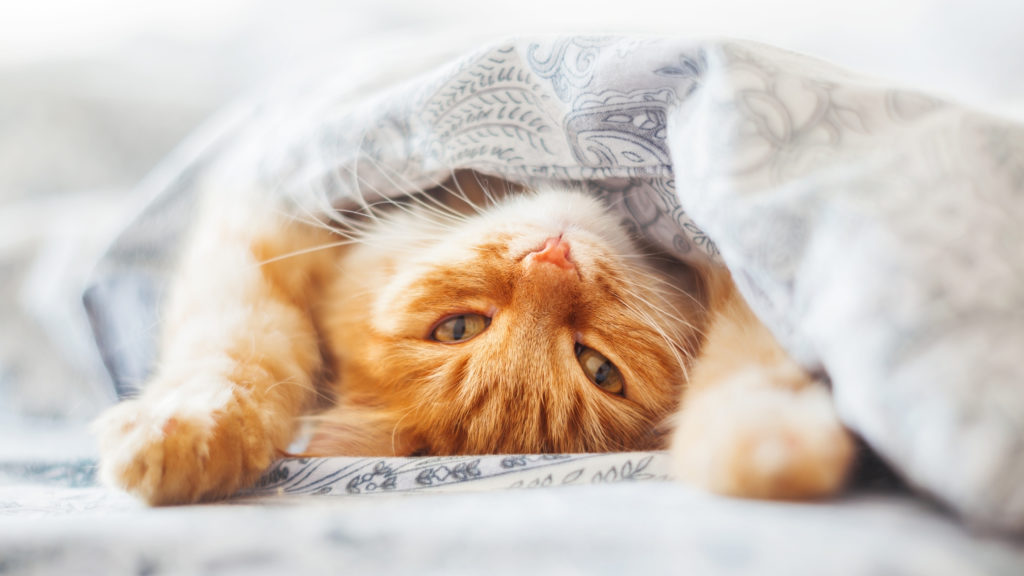 Crafty days in August- cat day