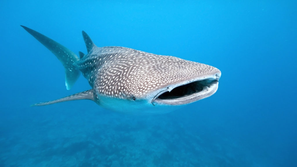 whale shark day