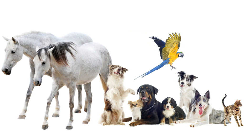 aminal day