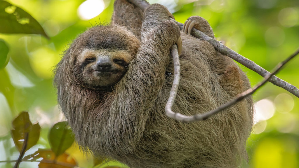 sloth day