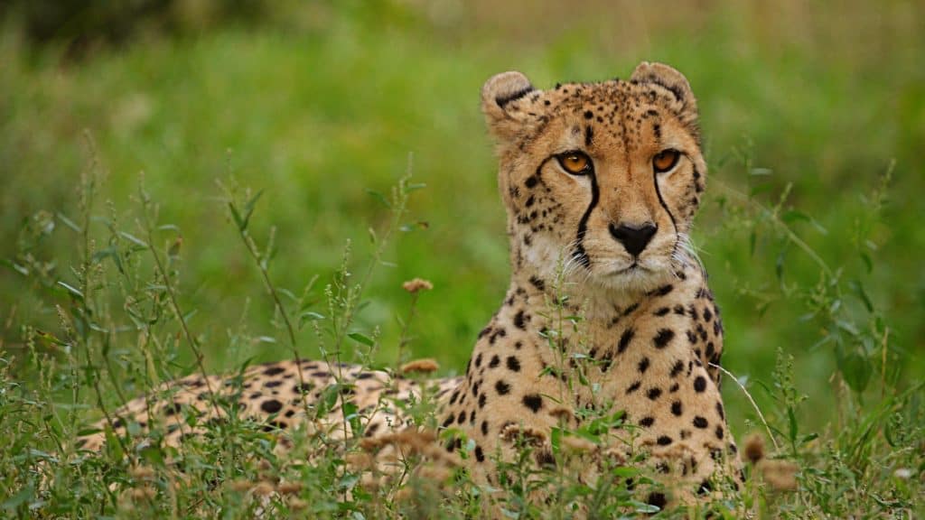 cheetah day