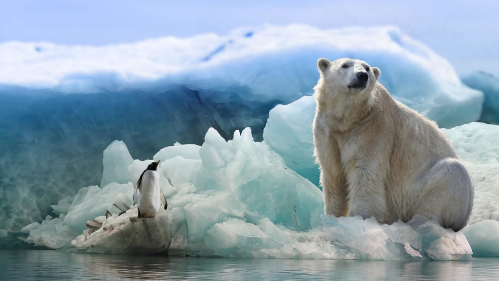 polar bear day