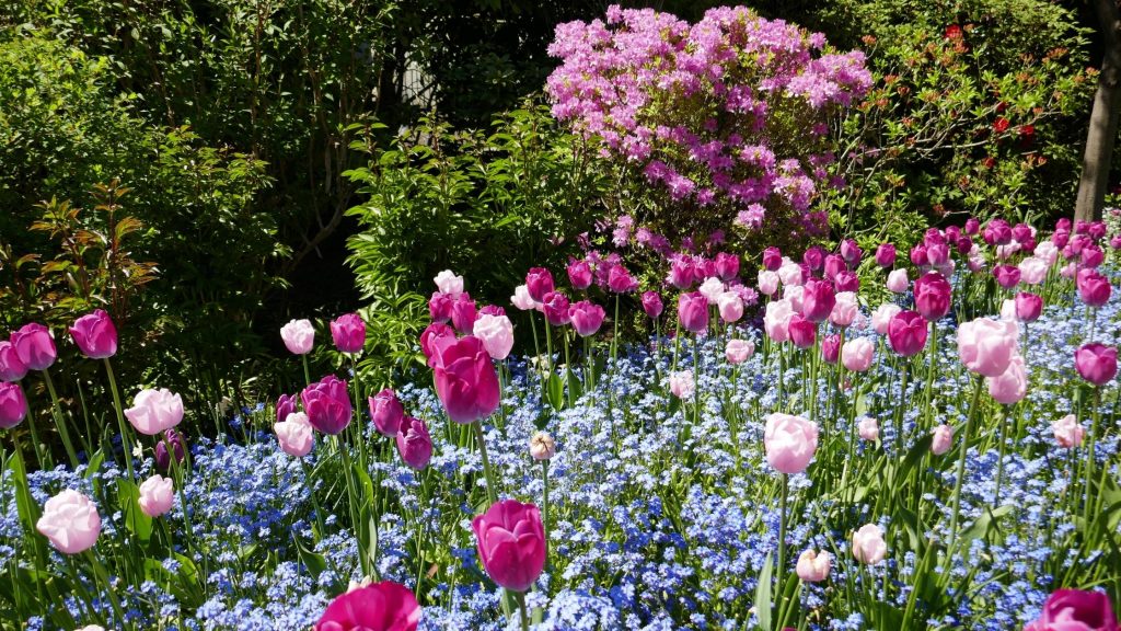 summer flowers