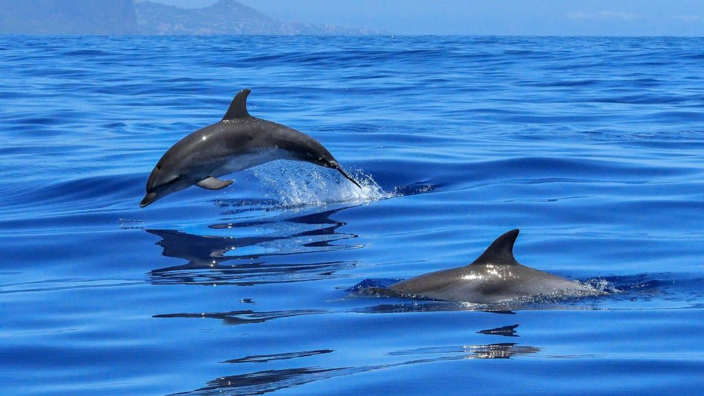dolphin day