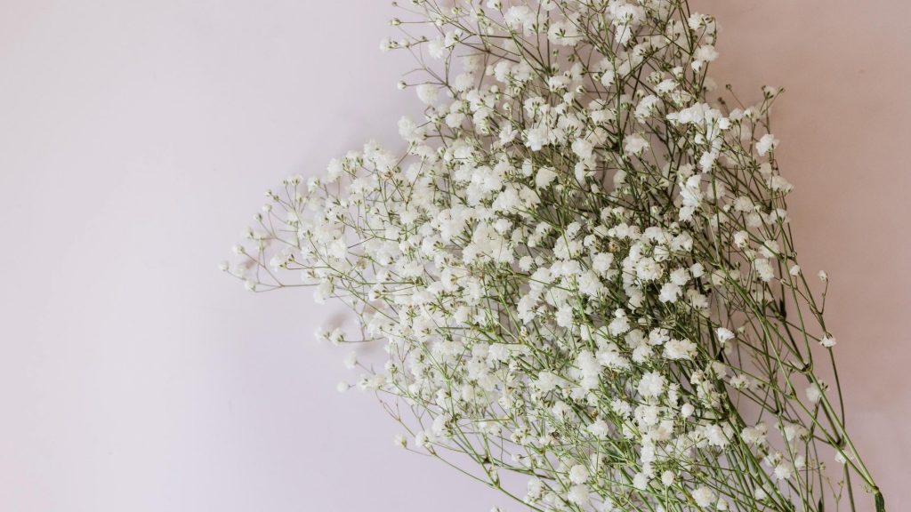 Filler flower- baby's breath