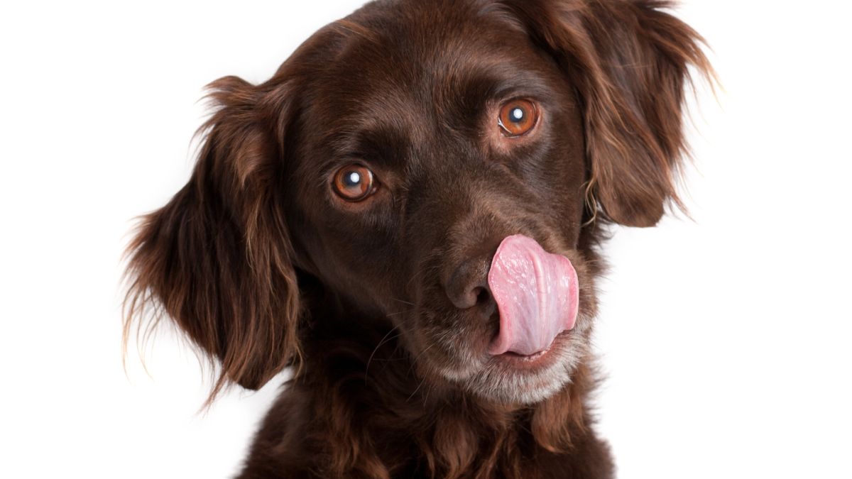 6 Healthy Nutrition Tips to Improve Your Dog’s Diet